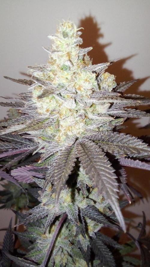 Game of Clones. Week 12 - lemon paya main bud