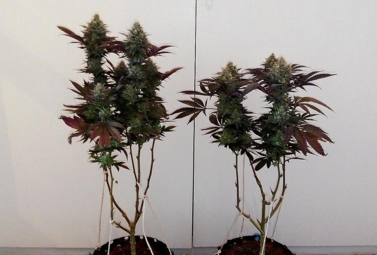 Game of Clones. Week 12 - gorilla melon
