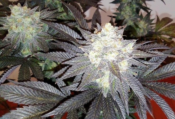 Game of Clones. Week 12 - gorilla melon