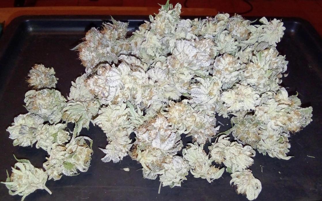 Game of Clones. Week 13