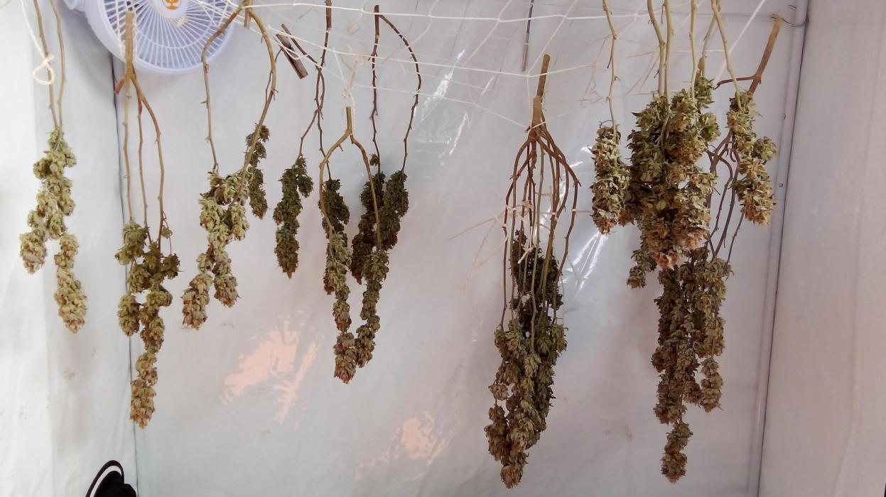 Game of Clones. Week 13