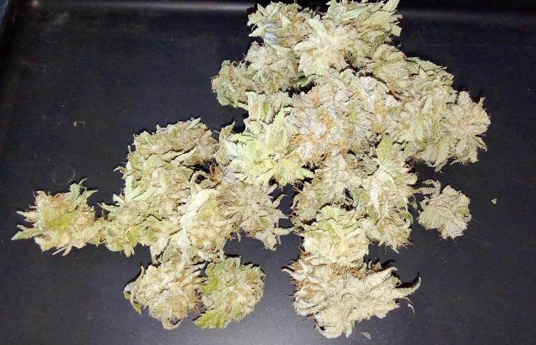 Game of Clones. Week 13