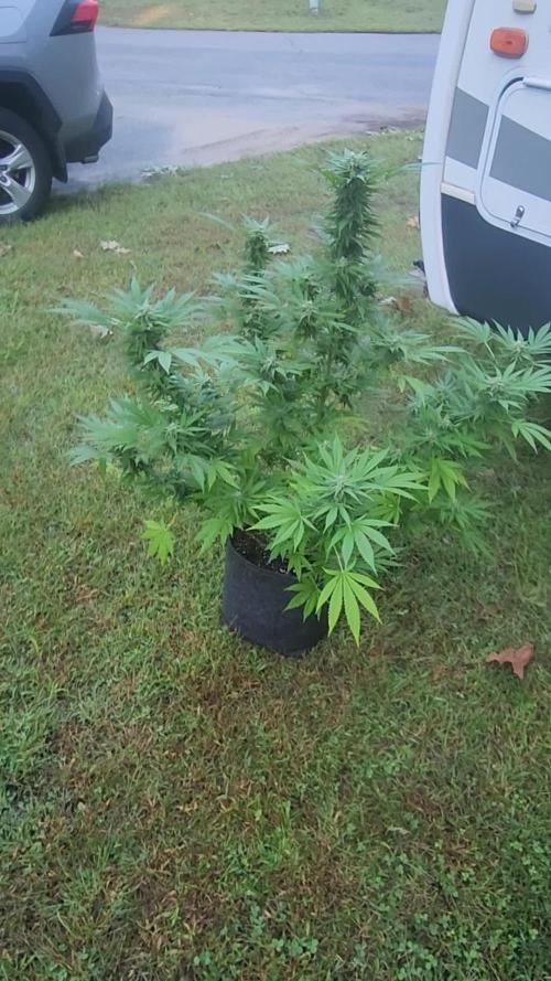 CANDY KUSH EXPRESS