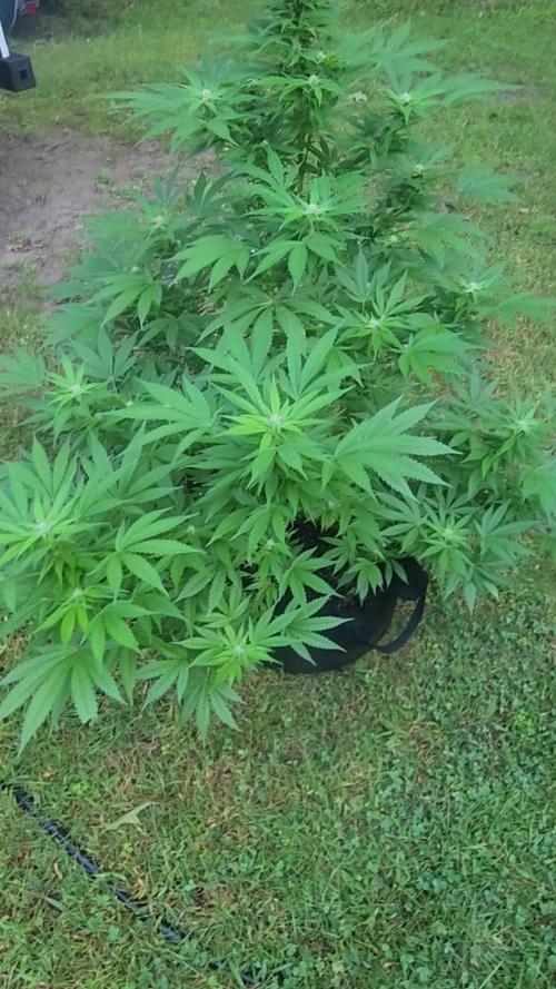 CANDY KUSH EXPRESS