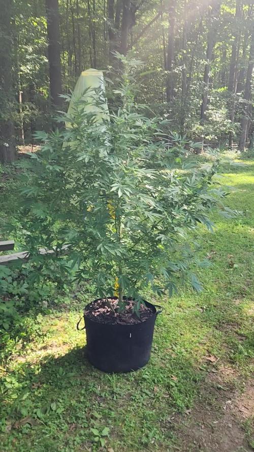 Wicked genetics outdoor grow 