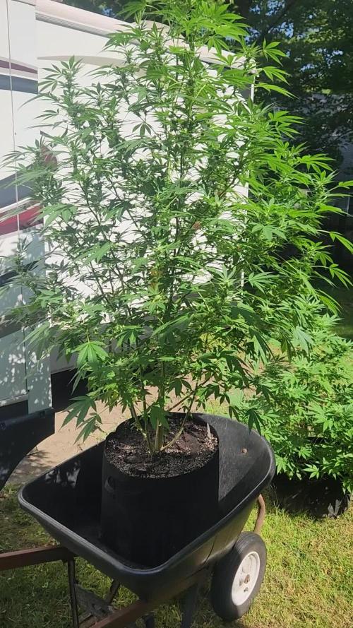 Wicked genetics outdoor grow 