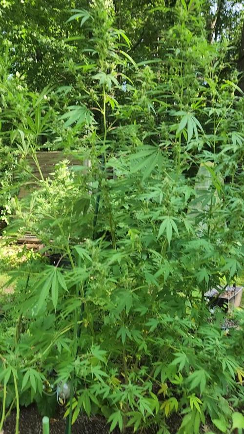 Wicked genetics outdoor grow 