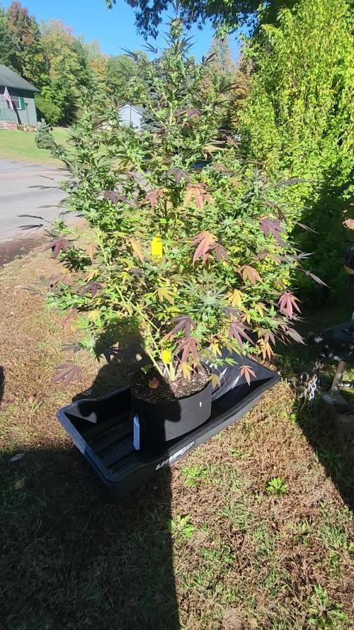 Wicked genetics outdoor grow 