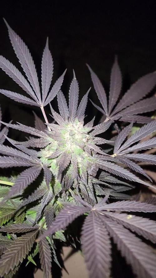 Wicked genetics outdoor grow 
