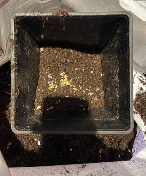 new caledonia and dinachem malawi sog. Week 0