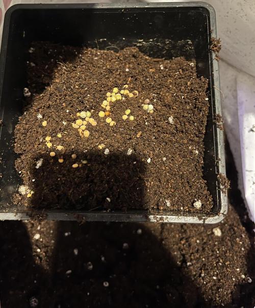 new caledonia and dinachem malawi sog. Week 0