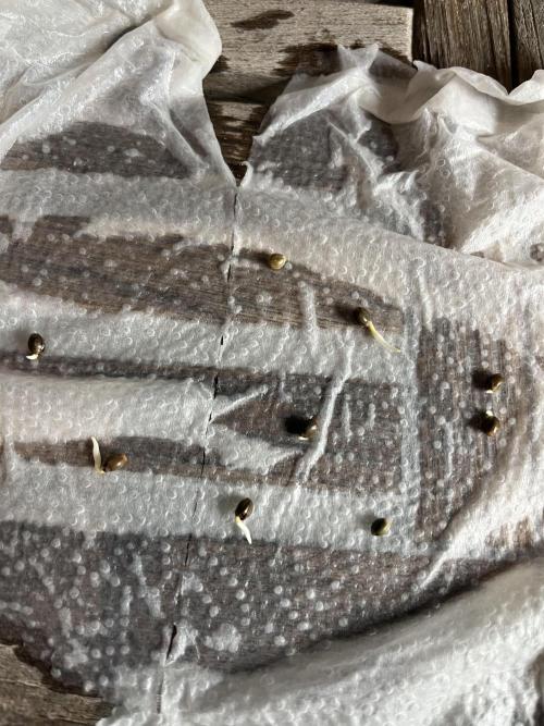 new caledonia and dinachem malawi sog. Week 0