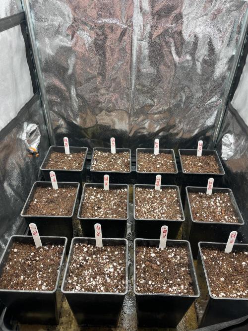 new caledonia and dinachem malawi sog. Week 0