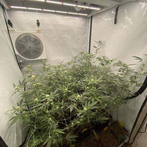 Apple Blossom. Week 2 - APPLE TIME