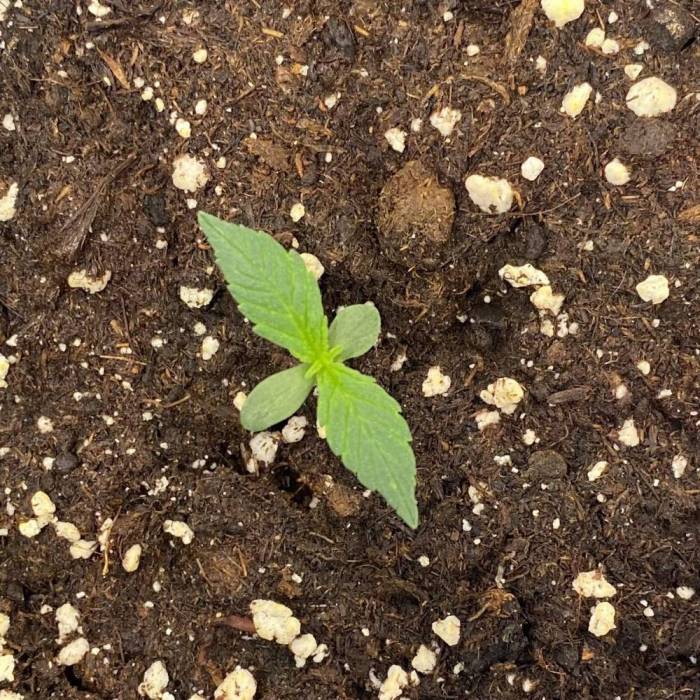 Sticky Orange XXL - Sensi Seeds. Week 1