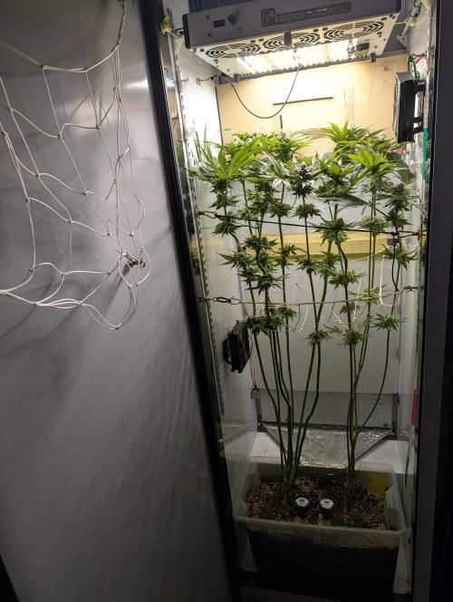 DOPE SEEDS BlackZesty in Frankenfridge. Week 10