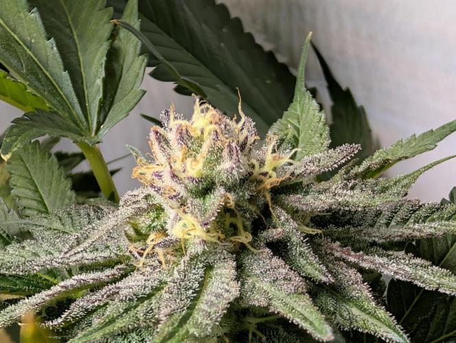 DOPE SEEDS BlackZesty in Frankenfridge. Week 10