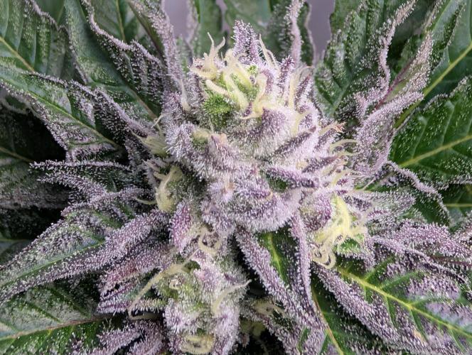 DOPE SEEDS BlackZesty in Frankenfridge. Week 10