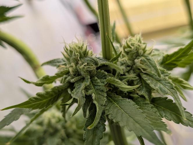 DOPE SEEDS BlackZesty in Frankenfridge. Week 10