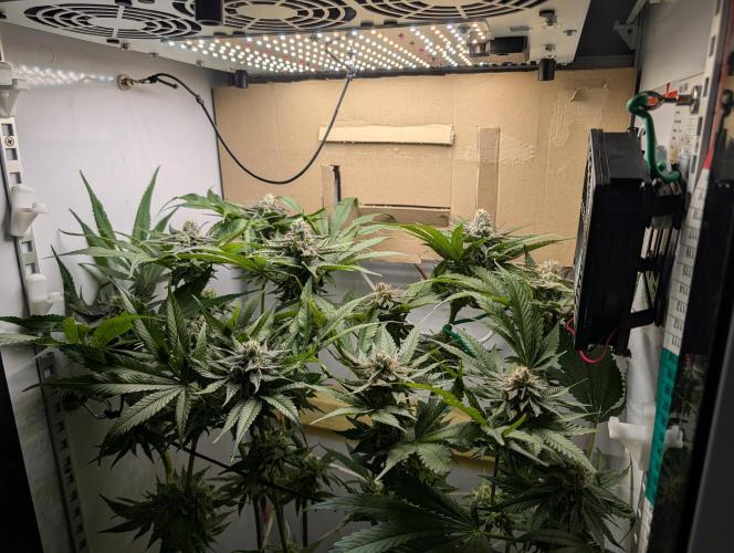 DOPE SEEDS BlackZesty in Frankenfridge. Week 10