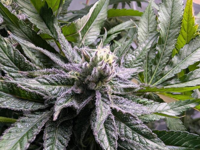 DOPE SEEDS BlackZesty in Frankenfridge. Week 10