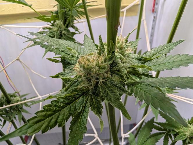 DOPE SEEDS BlackZesty in Frankenfridge. Week 10