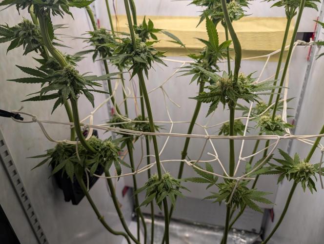 DOPE SEEDS BlackZesty in Frankenfridge. Week 10