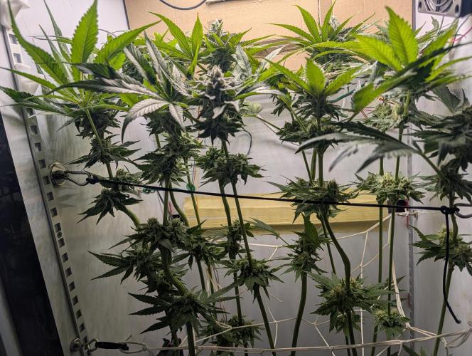 DOPE SEEDS BlackZesty in Frankenfridge. Week 10