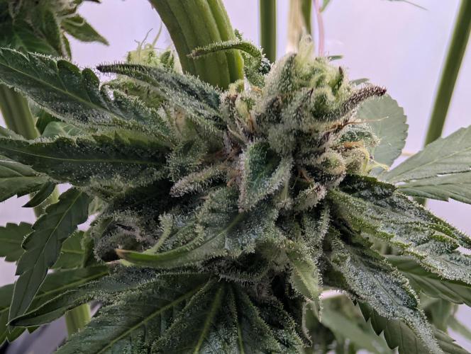 DOPE SEEDS BlackZesty in Frankenfridge. Week 11