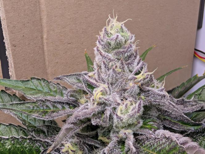 DOPE SEEDS BlackZesty in Frankenfridge. Week 11