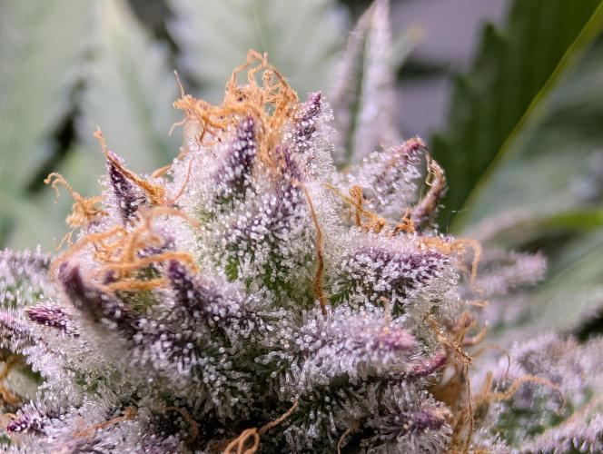 DOPE SEEDS BlackZesty in Frankenfridge. Week 11