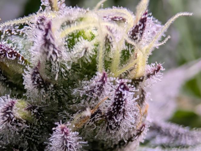 DOPE SEEDS BlackZesty in Frankenfridge. Week 11