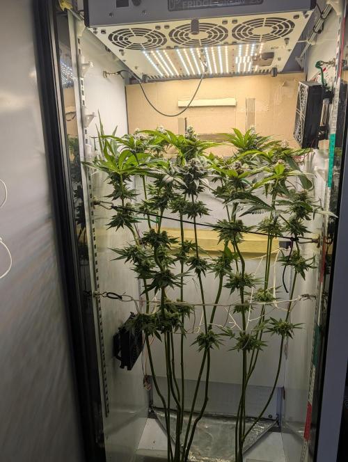 DOPE SEEDS BlackZesty in Frankenfridge. Week 11