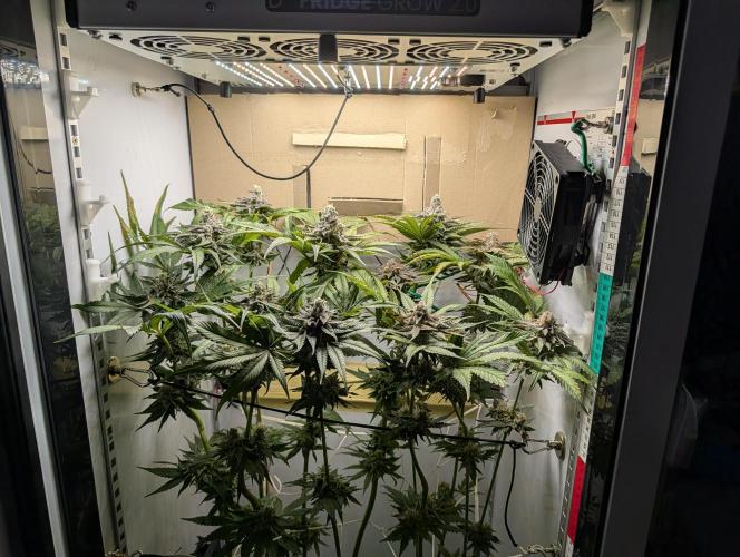 DOPE SEEDS BlackZesty in Frankenfridge. Week 11