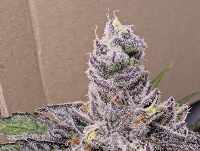 DOPE SEEDS BlackZesty in Frankenfridge. Week 11