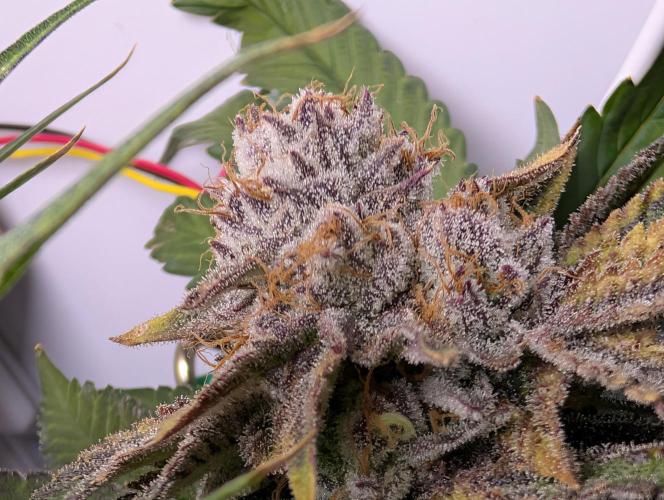 DOPE SEEDS BlackZesty in Frankenfridge. Week 11