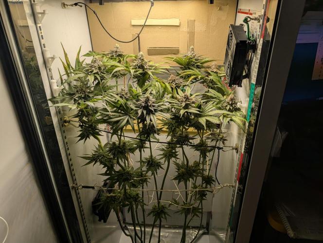 DOPE SEEDS BlackZesty in Frankenfridge. Week 11