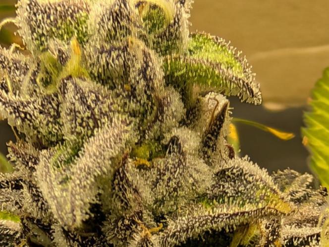 DOPE SEEDS BlackZesty in Frankenfridge. Week 11