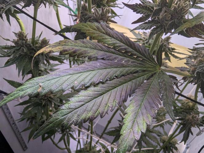 DOPE SEEDS BlackZesty in Frankenfridge. Week 12 - purple af