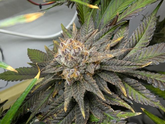 DOPE SEEDS BlackZesty in Frankenfridge. Week 12