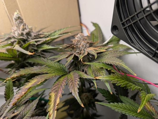 DOPE SEEDS BlackZesty in Frankenfridge. Week 12