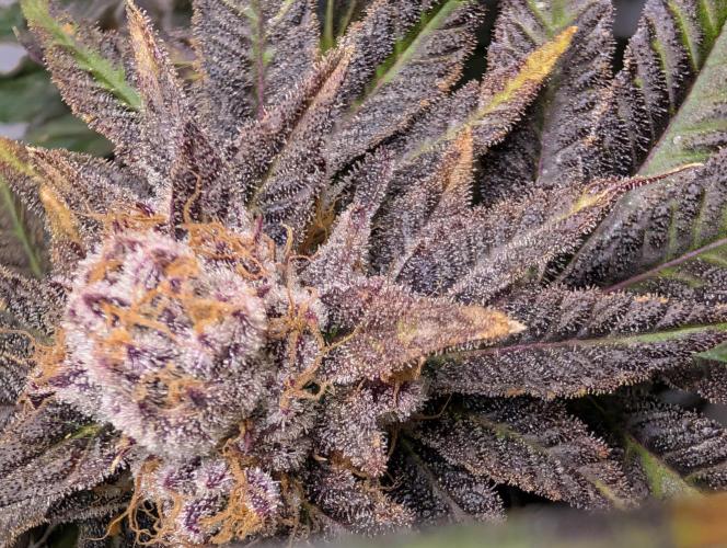 DOPE SEEDS BlackZesty in Frankenfridge. Week 12