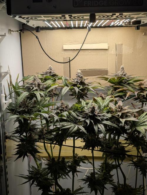 DOPE SEEDS BlackZesty in Frankenfridge. Week 12