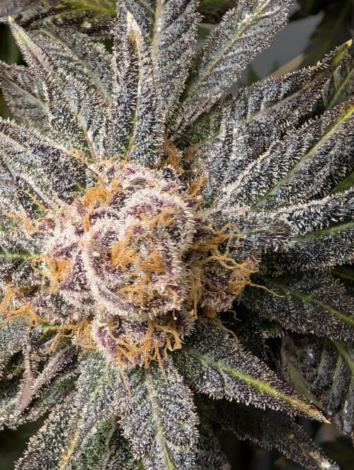 DOPE SEEDS BlackZesty in Frankenfridge. Week 12