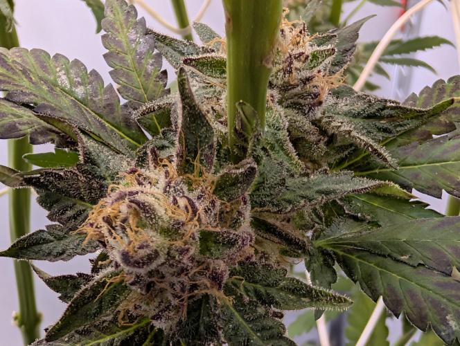 DOPE SEEDS BlackZesty in Frankenfridge. Week 12