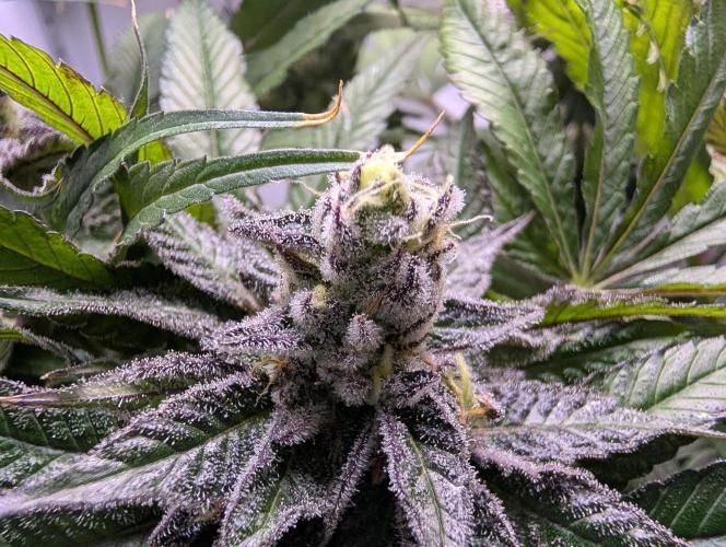 DOPE SEEDS BlackZesty in Frankenfridge. Week 12