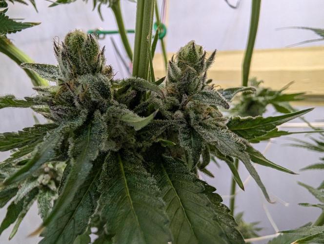 DOPE SEEDS BlackZesty in Frankenfridge. Week 12