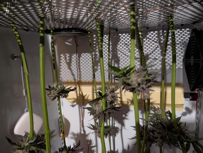 DOPE SEEDS BlackZesty in Frankenfridge. Week 13