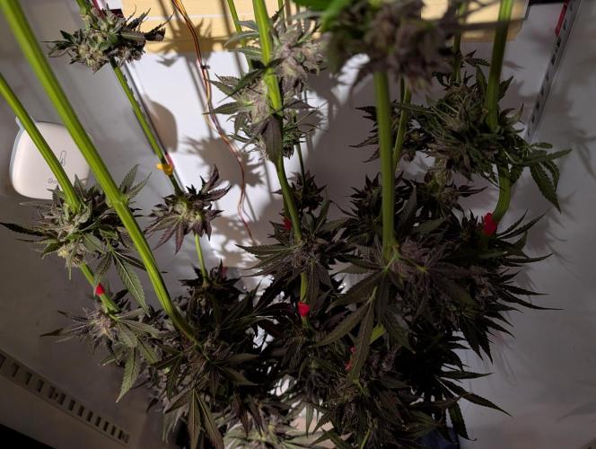 DOPE SEEDS BlackZesty in Frankenfridge. Week 13