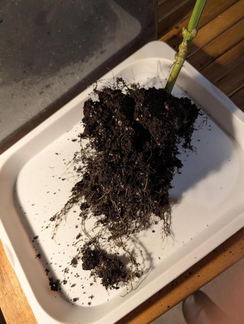 DOPE SEEDS BlackZesty in Frankenfridge. Week 13